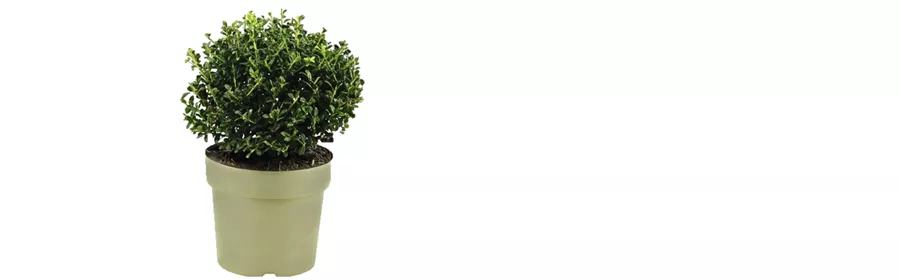 Werbung APRIL II Ilex crenata.png