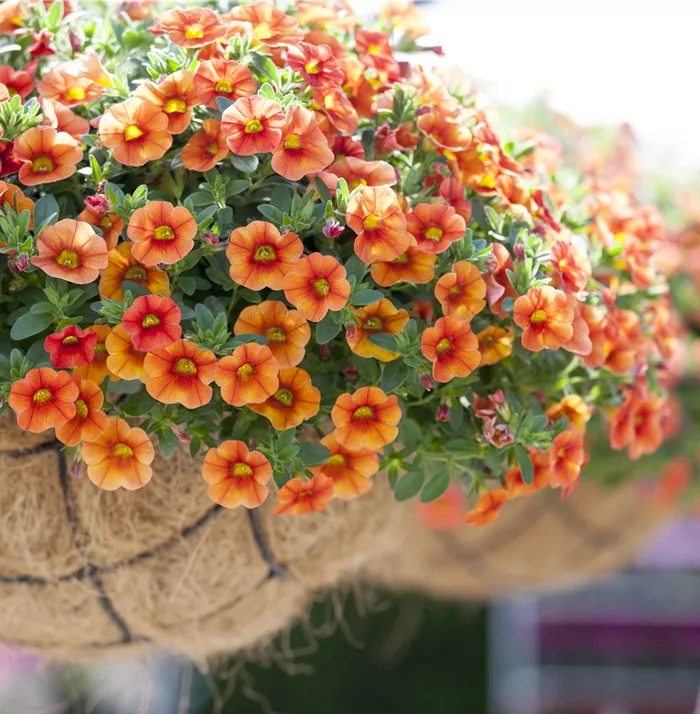 Calibrachoa