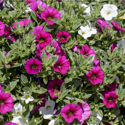Calibrachoa