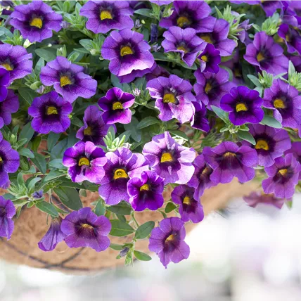 Calibrachoa