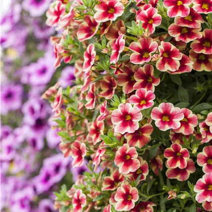 Calibrachoa