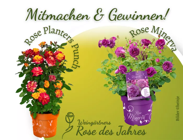 2025 Header Eventseite Rose des Jahres 500x600.png