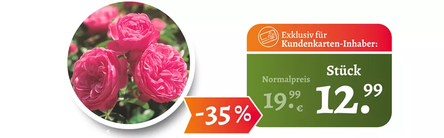 Angebote Juni I Rose.png