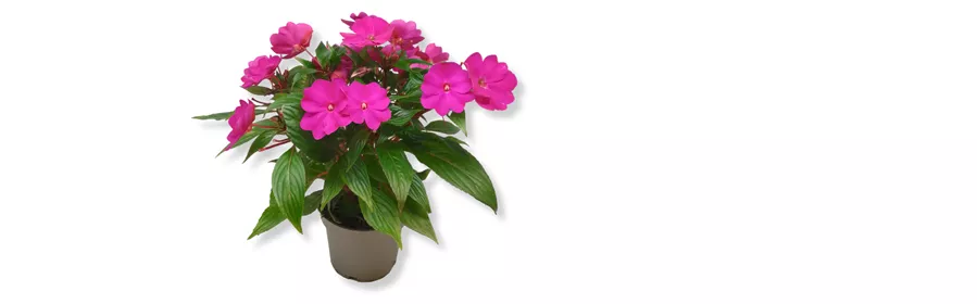 Website Cux No 7 impatiens.png
