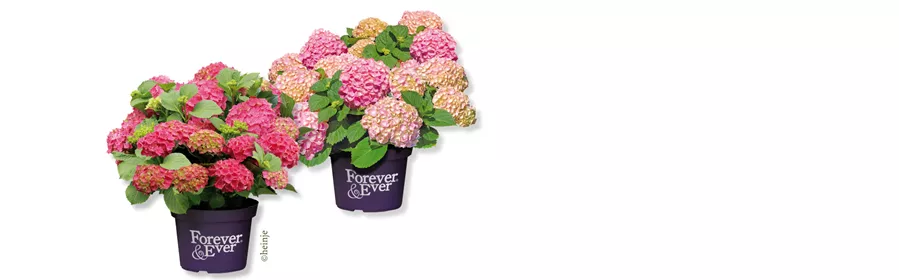Website Juni II Hortensie.png