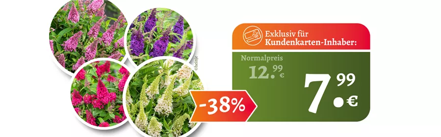 Website Juni II Flieder.png