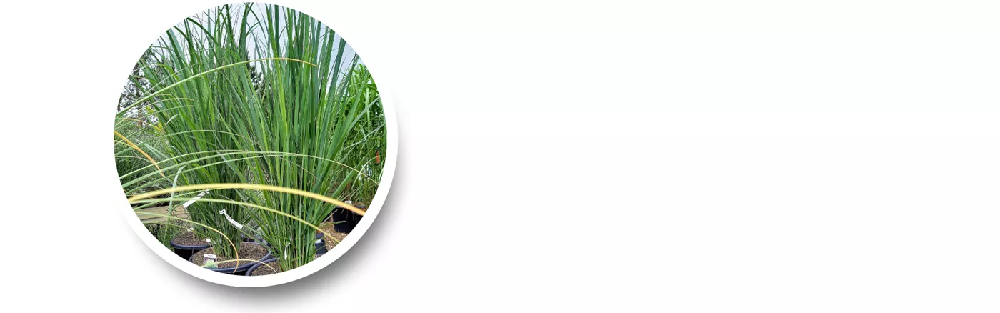 Website August I 1920x600 Northwind.png