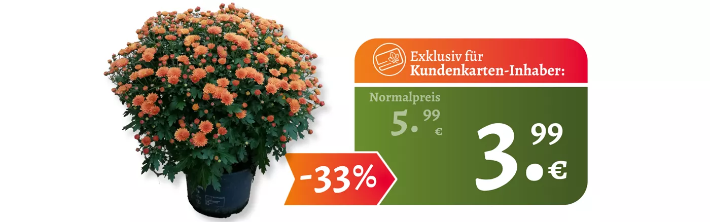 Website August I 1920x600 Chrysantheme.png