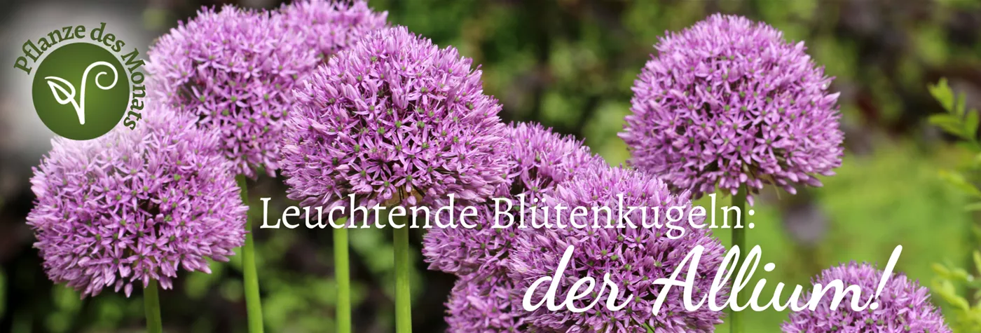 Header WebSeite PDM August Allium (1920 x 650 px).png