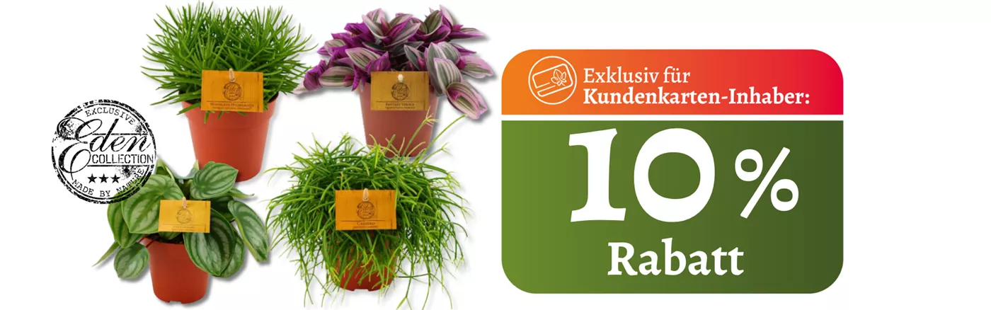 Website Werbung Sept I Trendpflanzen.png