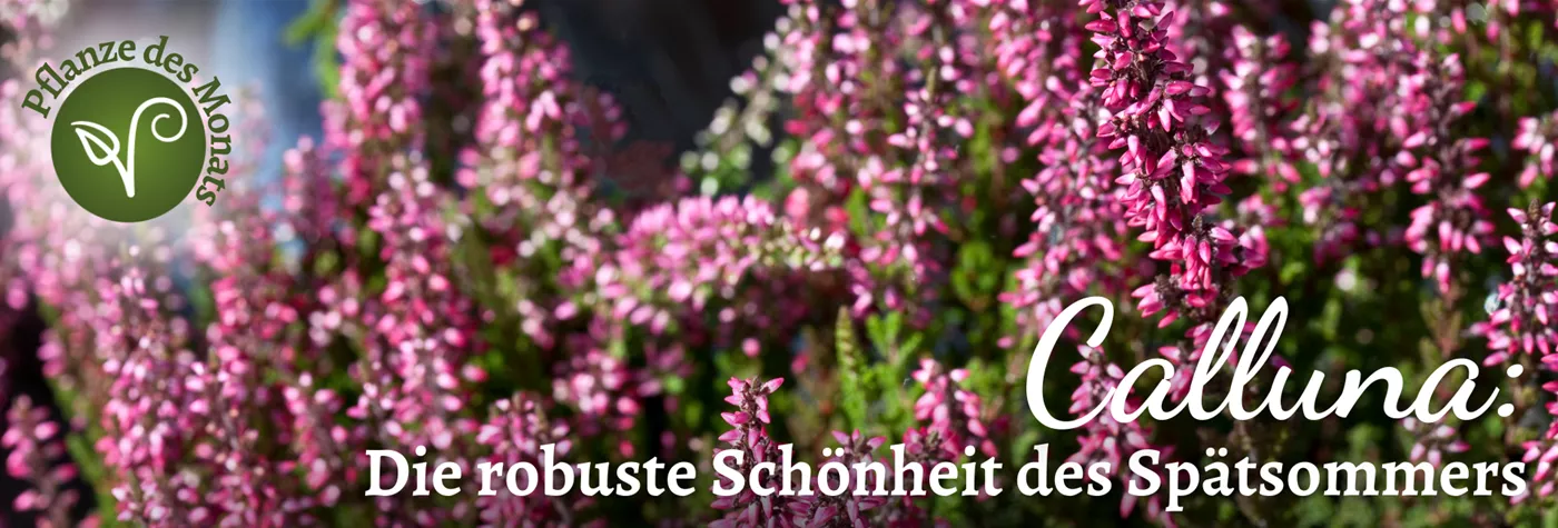 2025 Header WebSeite (1920 x 650 px) (PDM Sept 2025).png