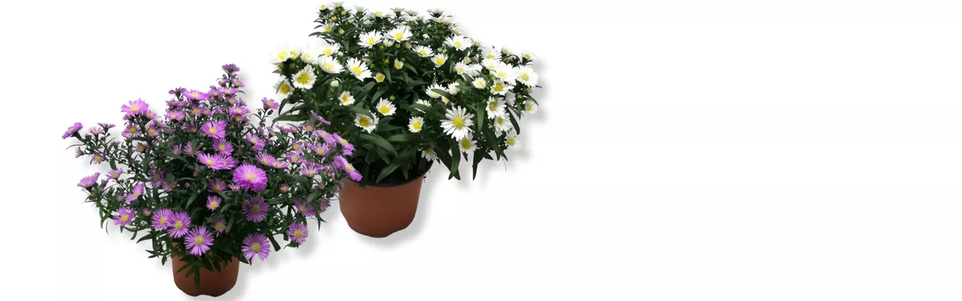 Werbung Website Sept II Aster.png