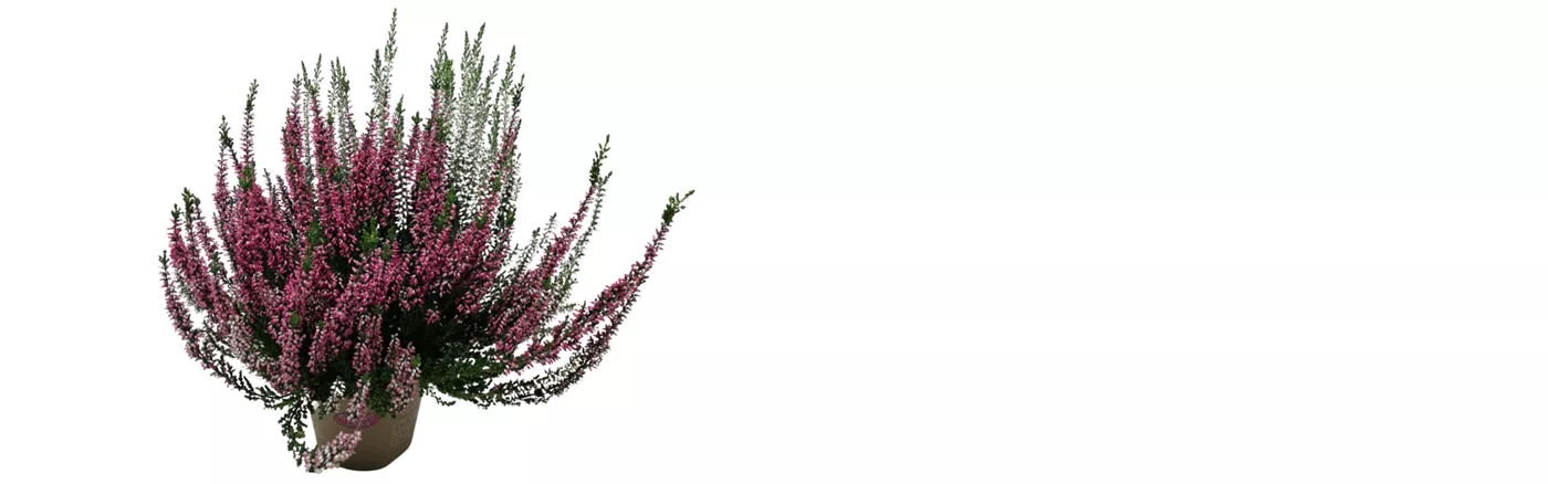 Okt II Calluna Twins.png Okt II Calluna Twins.png