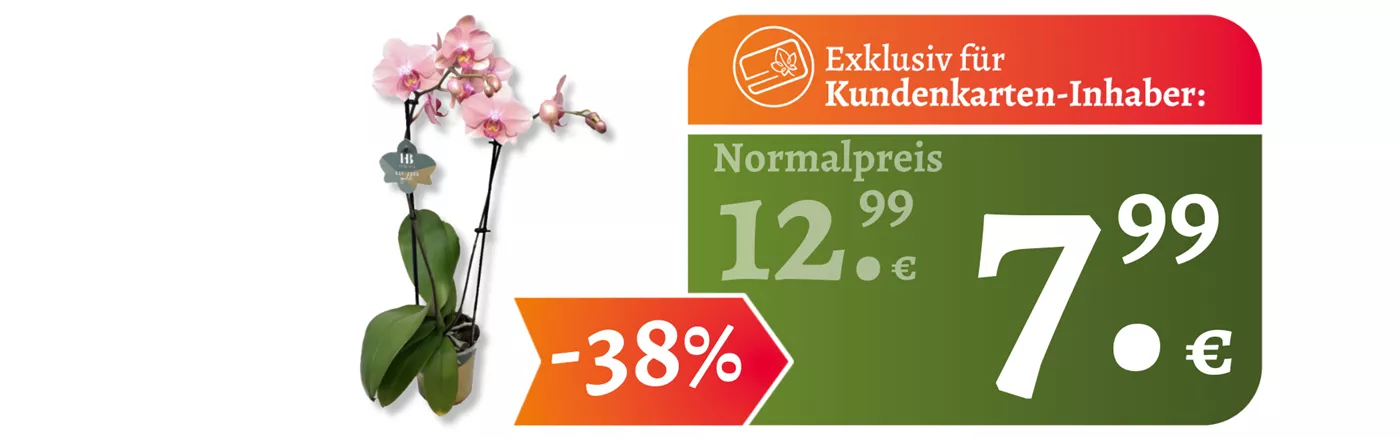 Okt II Orchidee.png Okt II Orchidee.png