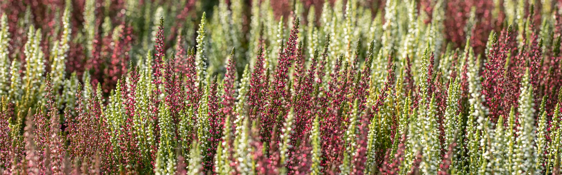 GS698813.jpg GS698813.jpg