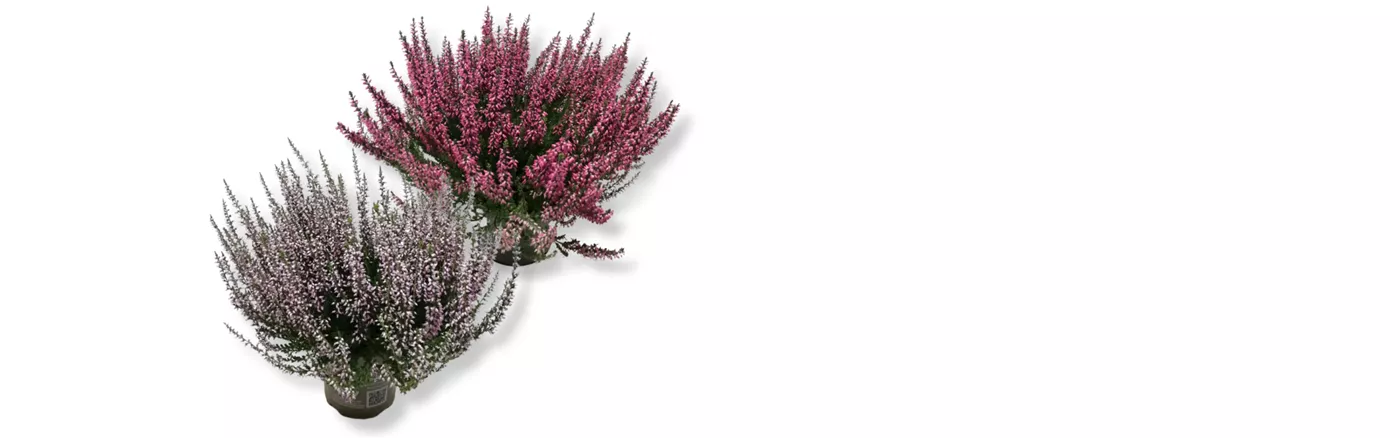 Werbung 1_1 19.10.25 Calluna Gardengirls.png Werbung 1_1 19.10.25 Calluna Gardengirls.png