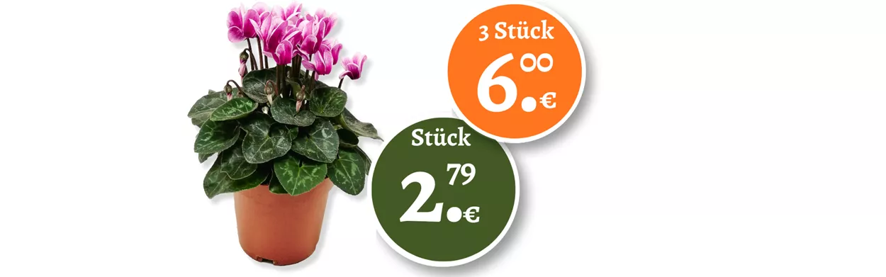 Werbung 1_1 19.10.25 Alpenveilchen.png Werbung 1_1 19.10.25 Alpenveilchen.png