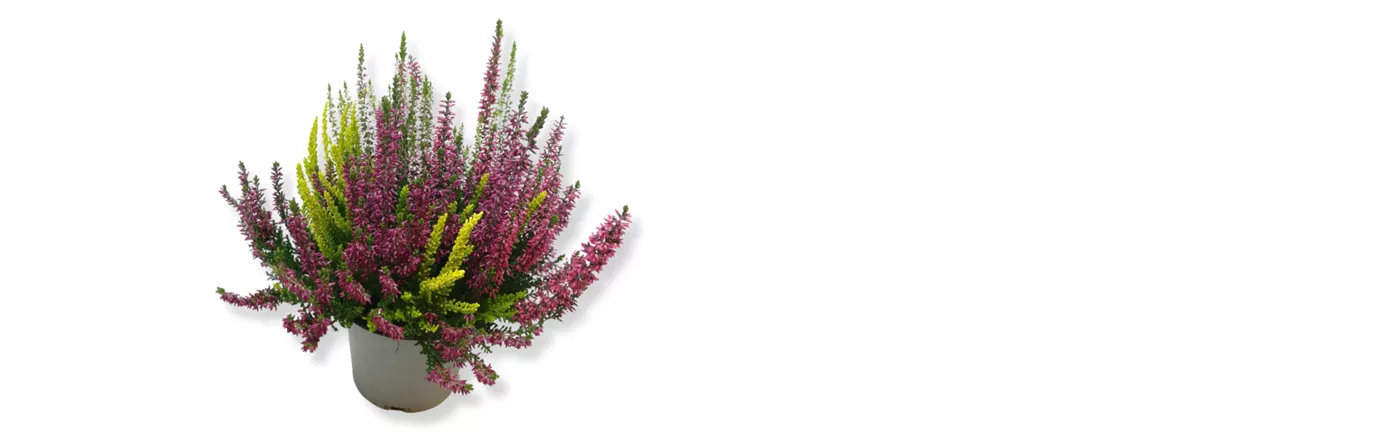 Werbung 1_1 19.10.25 Calluna Hight Five.png Werbung 1_1 19.10.25 Calluna Hight Five.png