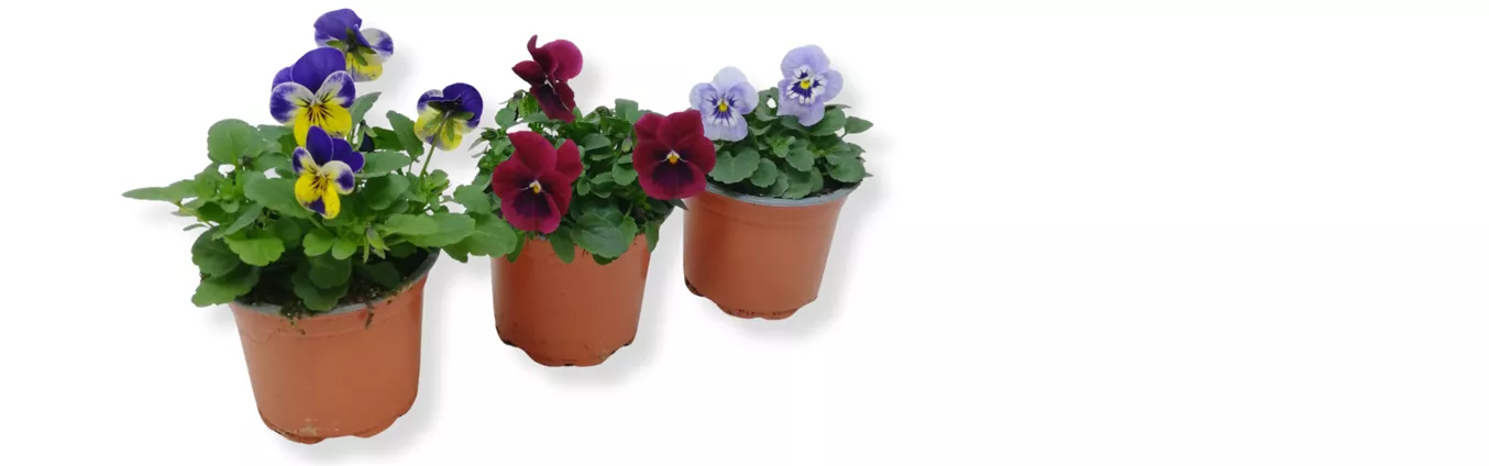 Werbung 1_1 19.10.25 Viola.png Werbung 1_1 19.10.25 Viola.png