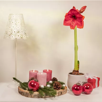 Weihnachtliche Dekoration mit Amaryllis Weihnachtliche Dekoration mit Amaryllis