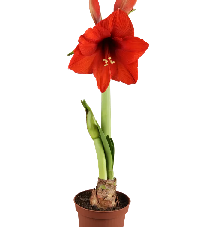 Hippeastrum Hippeastrum