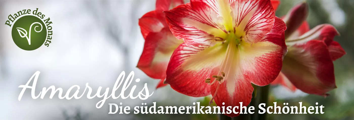 2025 Header PDM Nov 2025 (1920 x 650 px).png