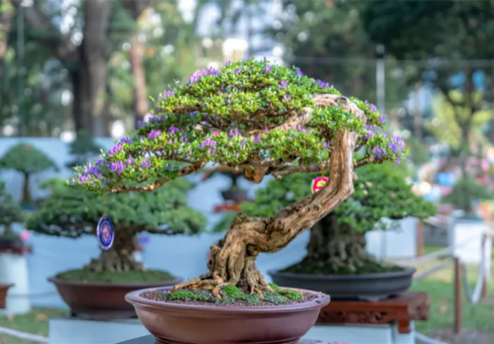 Website Blog Bonsai No 2 2025.png