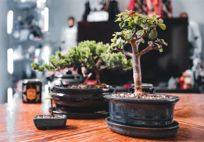Website Blog Bonsai No 1 2025.png