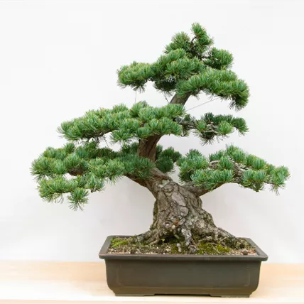 Website Blog Bonsai No 3 2025.png