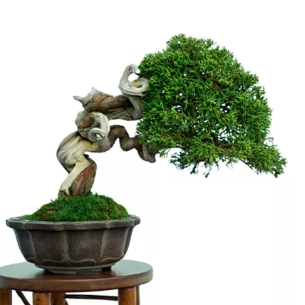 Website Blog Bonsai No 5 2025.png