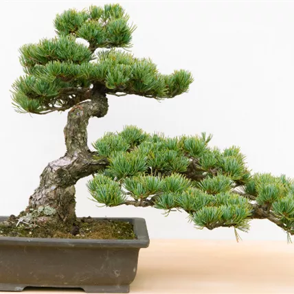 Website Blog Bonsai No 4 2025.png