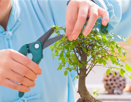 Bonsai Pflege & DIY: Erfolgreich zum perfekten Miniatur-Baum