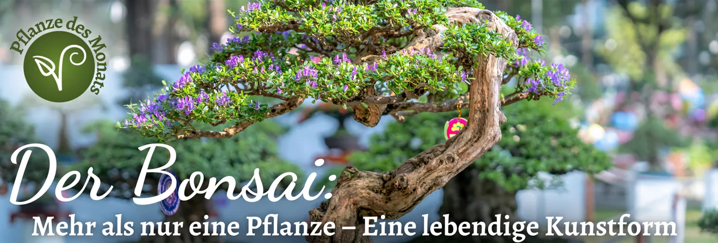 PDM Dez 2025 Bonsai.png