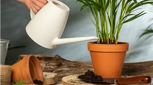 Pflanzenpflege - Pflanze gießen
