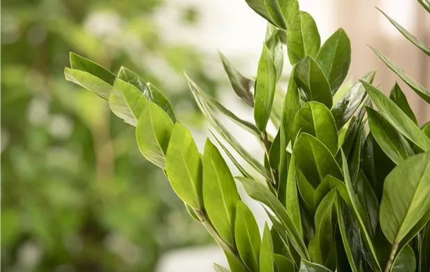 Zamioculcas zamiifolia