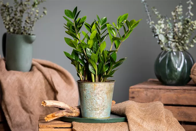 Zamioculcas zamiifolia