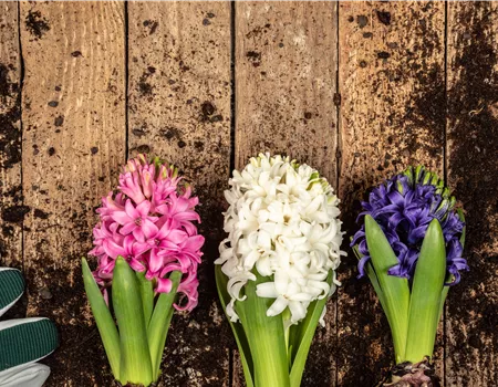 Hyazinthe – Die duftende Frühlingsbotin mit tiefgründiger Symbolik