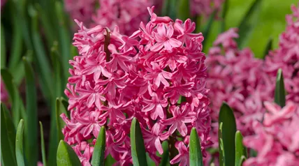 Hyacinthus orientalis 'Jan Bos'