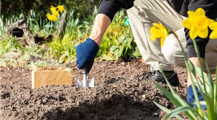 Blumenzwiebeln einpflanzen