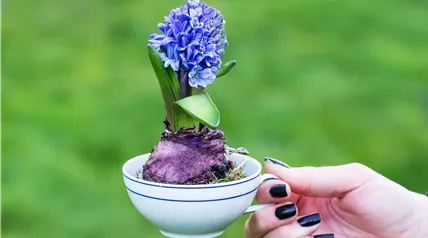 Ostern - Frühblüher mit Deko