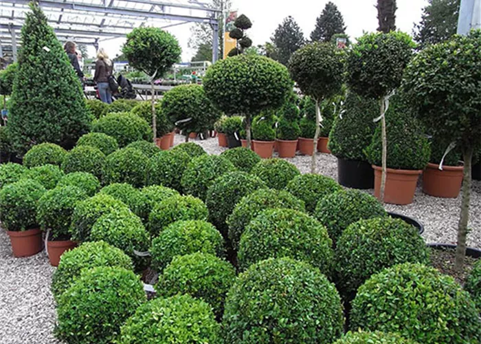 Baumschule_Buxbaum.jpg Baumschule_Buxbaum.jpg