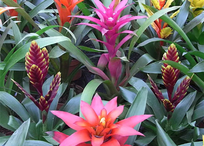 Zimmerpflanze_Brakteen.jpg Zimmerpflanze_Brakteen.jpg