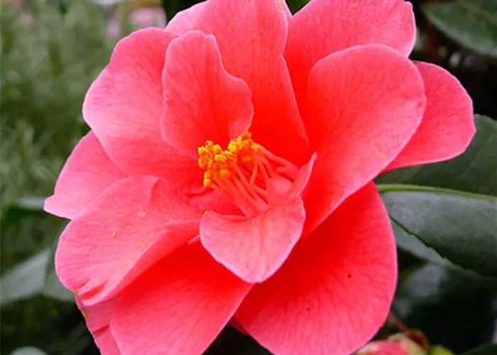 Beet_Balkon_Kamelie.jpg Beet_Balkon_Kamelie.jpg