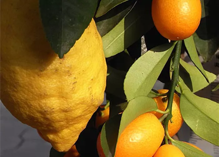 Baumschule_Citrusbaeumchen.jpg Baumschule_Citrusbaeumchen.jpg