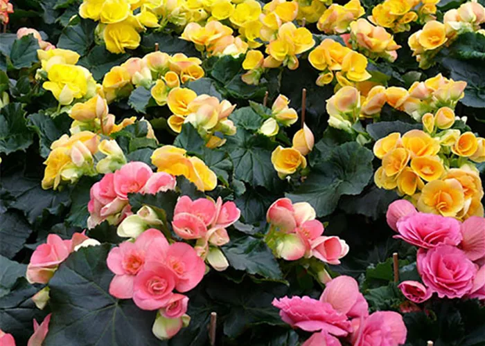 Zimmerpflanze_Begonie.jpg Zimmerpflanze_Begonie.jpg