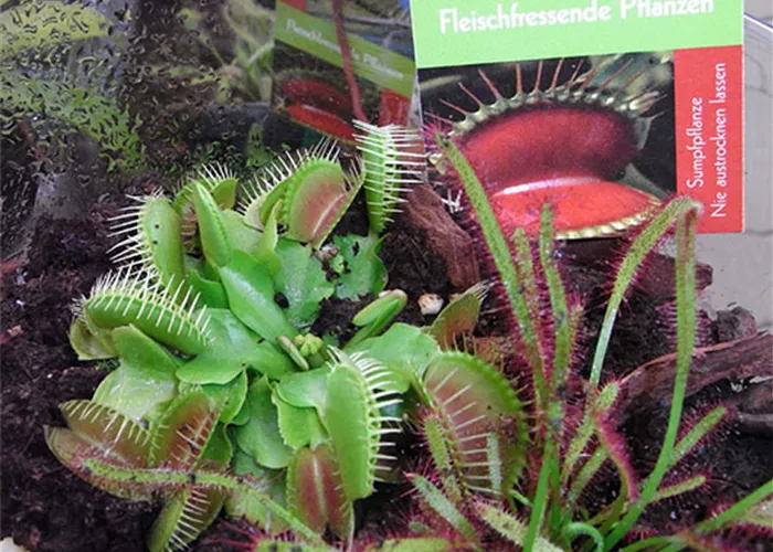 Zimmerpflanze_Fleischfressend.jpg Zimmerpflanze_Fleischfressend.jpg
