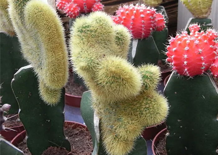 Zimmerpflanze_Kakteen.jpg Zimmerpflanze_Kakteen.jpg