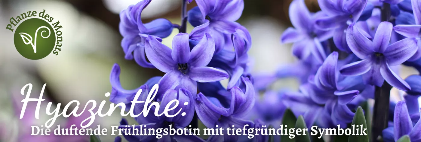 PDM Hyazinthe Februar 2026 (1920 x 650 px).png PDM Hyazinthe Februar 2026 (1920 x 650 px).png