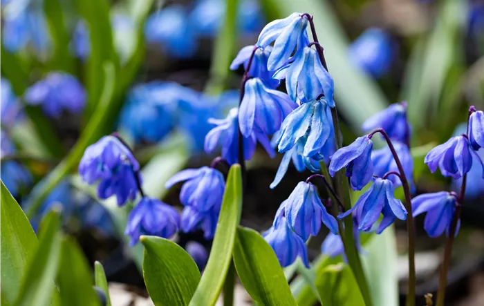 Scilla siberica 'Spring Beauty'