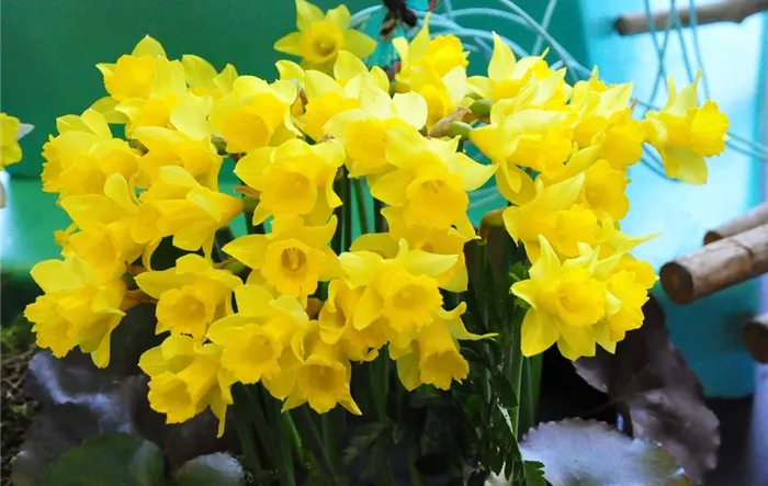 Narcissus pseudonarcissus 'Little Gem'